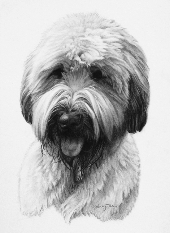 tucci - portrait of dexter