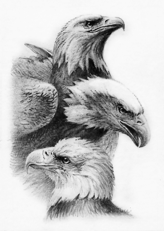 tucci - bald eagle faces