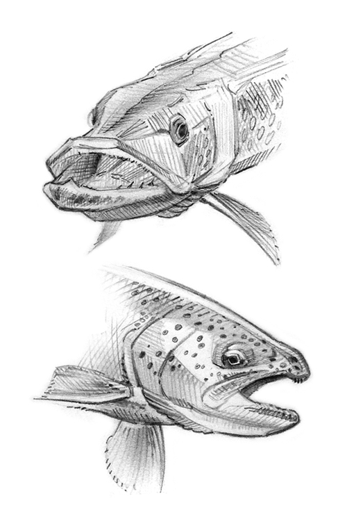 tucci - northern pike & rainbow trout