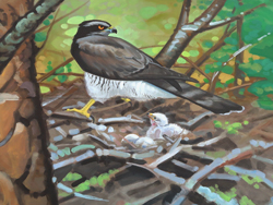 goshawk mural top