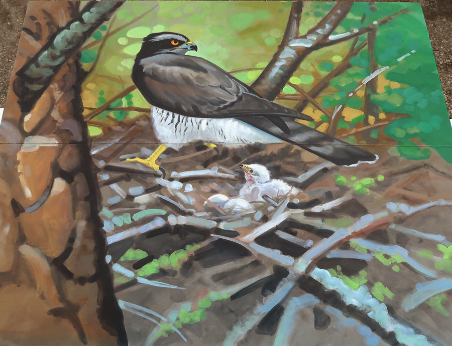 goshawk mural top